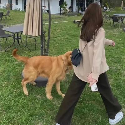 牙仙